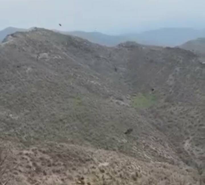 Şırnak'ın Uludere ilçesindeki Şenoba beldesinde bir çoban, kartalın domuz yavrusunu