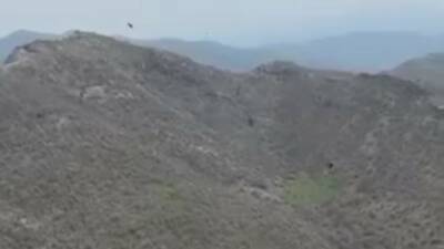 Şırnak'ın Uludere ilçesindeki Şenoba beldesinde bir çoban, kartalın domuz yavrusunu