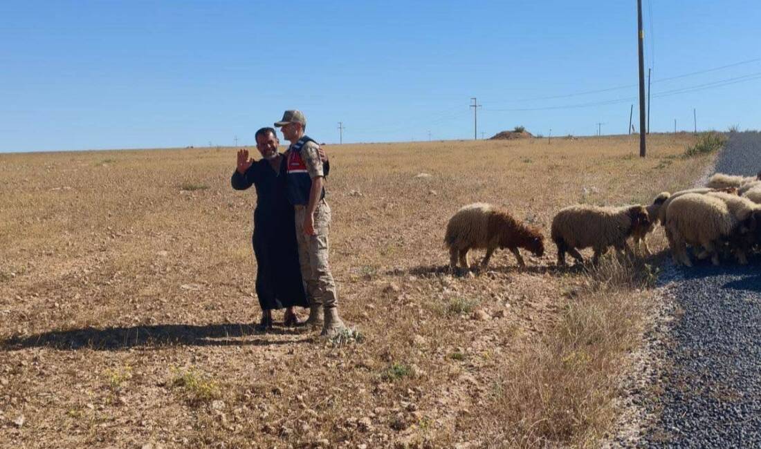 Şanlıurfa’nın Harran ilçesinde kaybolan 17 küçükbaş hayvan, jandarma ekipleri tarafından