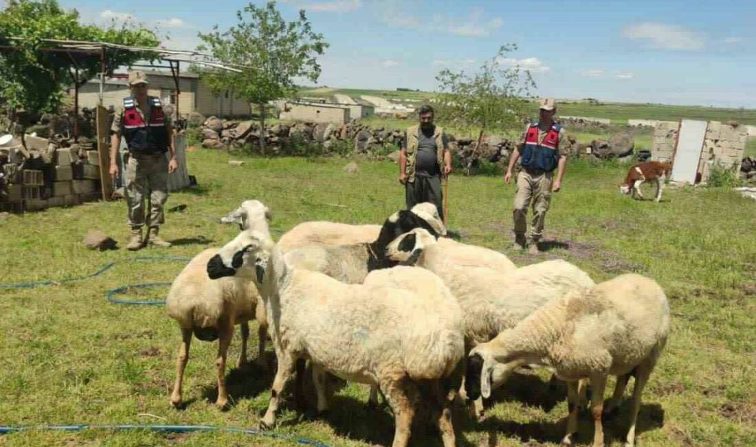 Şanlıurfa’da kaybolan 9 küçükbaş kurbanlık hayvan, jandarma ekiplerinin dron ile