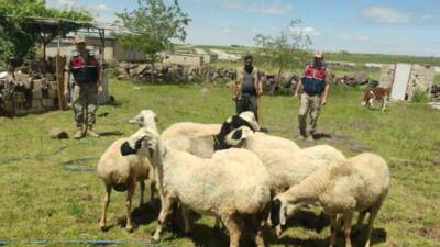 Şanlıurfa’da kaybolan 9 küçükbaş kurbanlık hayvan, jandarma ekiplerinin dron ile