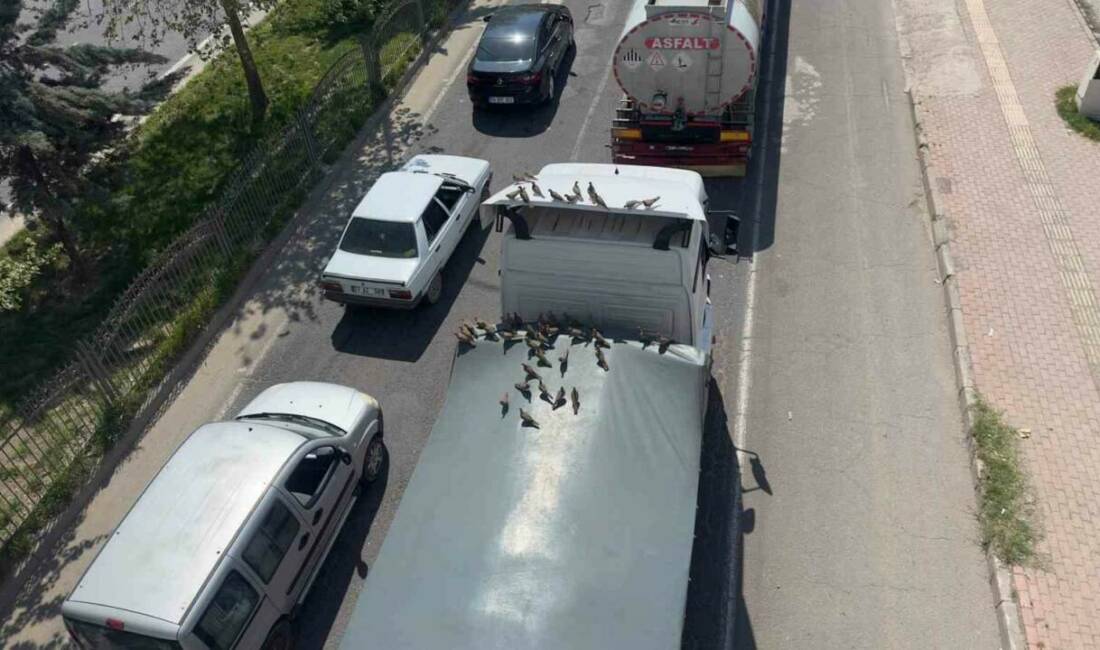 Şanlıurfa’nın Viranşehir ilçesinde kumruların kırmızı ışığın yanmasıyla birlikte başlayan ziyafeti