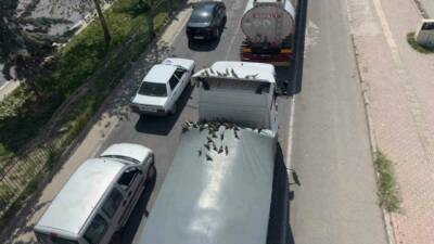 Şanlıurfa’nın Viranşehir ilçesinde kumruların kırmızı ışığın yanmasıyla birlikte başlayan ziyafeti