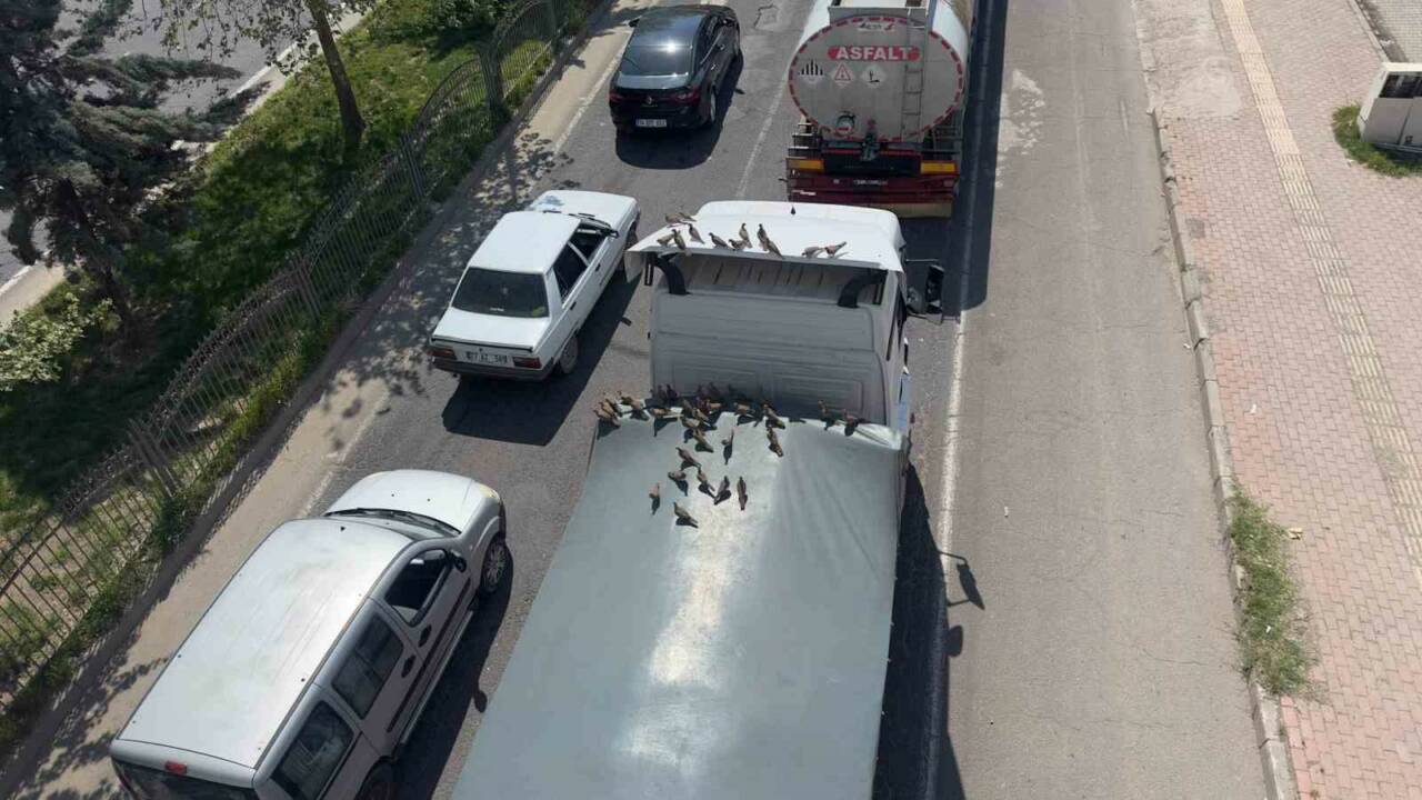 Şanlıurfa’nın Viranşehir ilçesinde kumruların kırmızı ışığın yanmasıyla birlikte başlayan ziyafeti