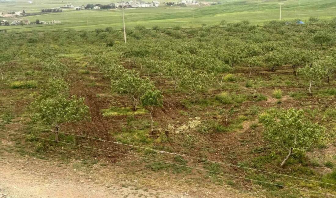 Fıstık üretimi olan illerde aşırı yağışların mahsule zarar vermesiyle, Siirt