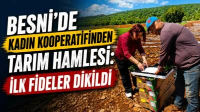 Bethesna Kadın Girişimi Üretim ve İşletme Kooperatifi, Besni’de domates üretimi