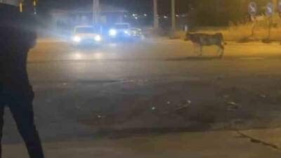 Mardin'in Nusaybin ilçesinde bir kurbanlık ineğin kaçması, trafikte ve çevrede