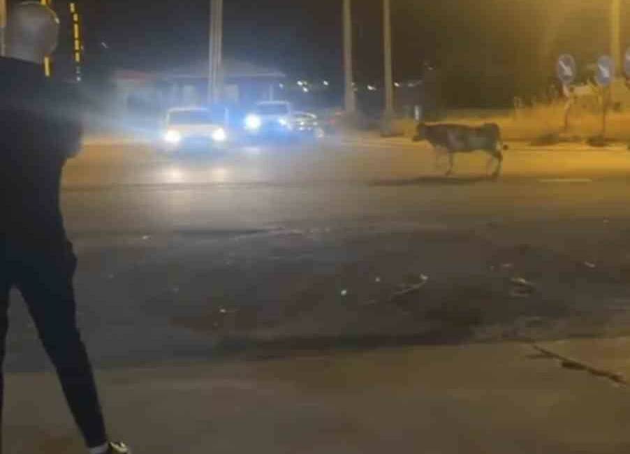 Mardin'in Nusaybin ilçesinde bir kurbanlık ineğin kaçması, trafikte ve çevrede