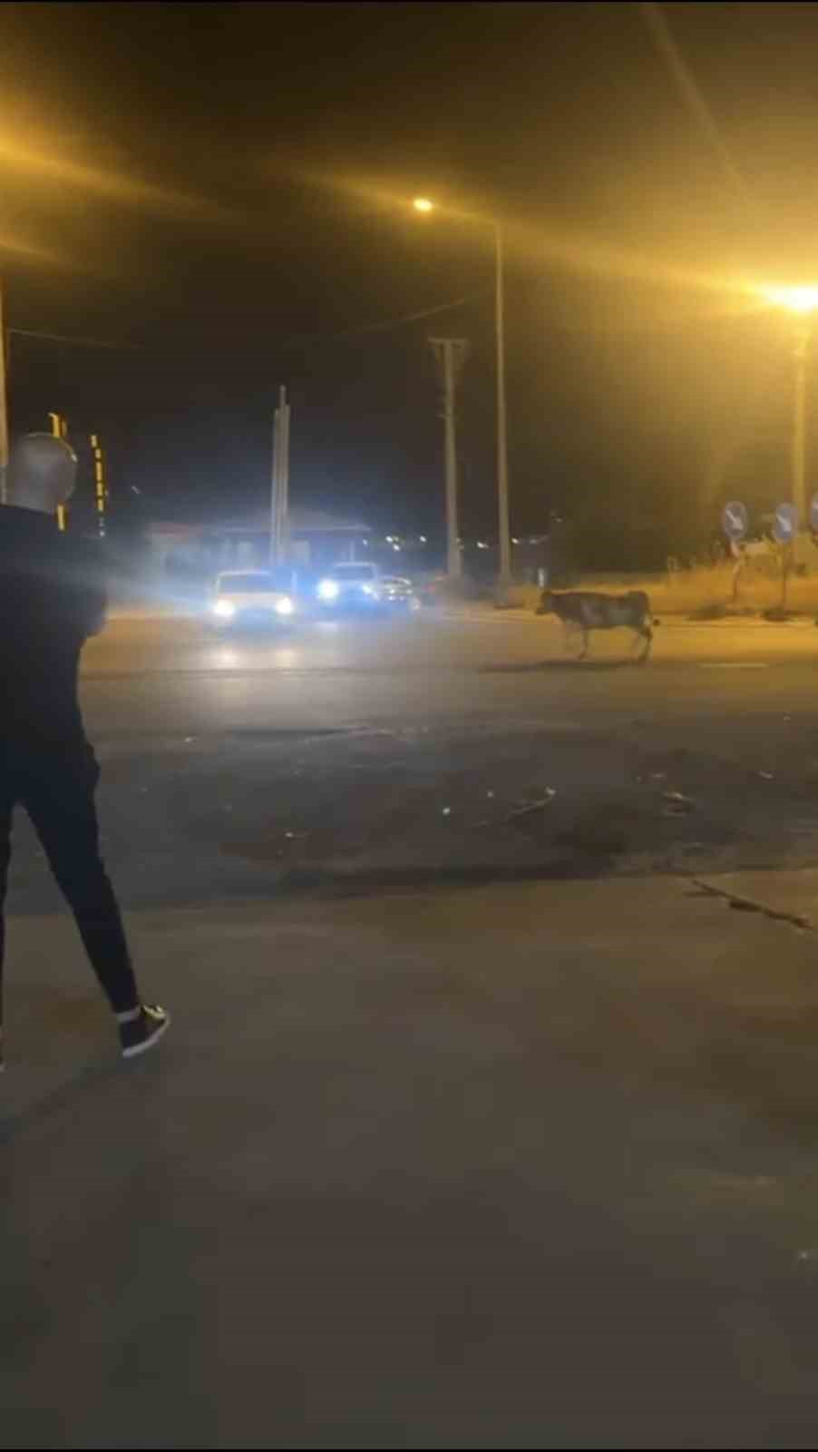 Mardin'in Nusaybin ilçesinde bir kurbanlık ineğin kaçması, trafikte ve çevrede