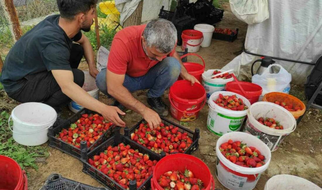 Batman'ın Sason ilçesinde organik çilek üreticileri, yüksek verime rağmen düşen