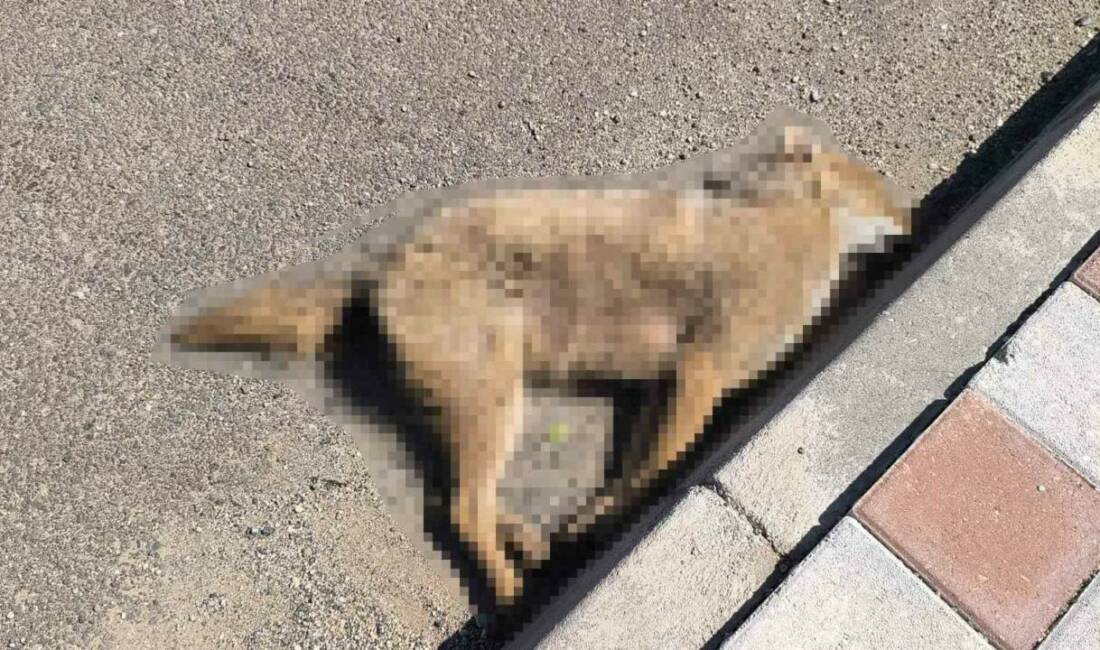 Batman'ın Gercüş ilçesinde yiyecek arayan bir çakal, yerleşim alanına kadar