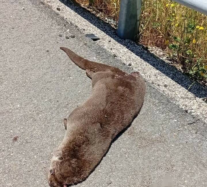 Şanlıurfa’nın Siverek ilçesinde yol kenarında ölü su samuru bulundu.