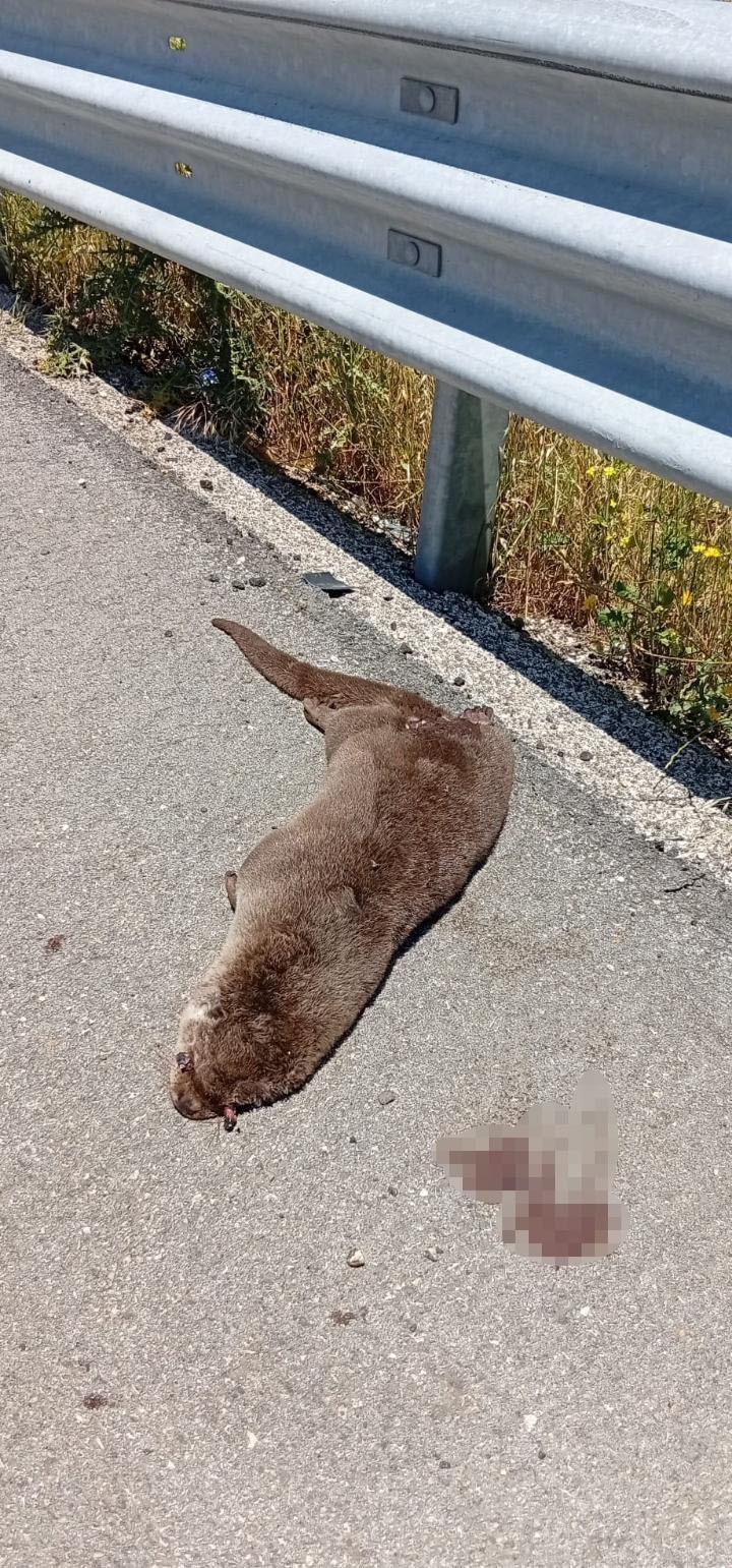 Şanlıurfa’nın Siverek ilçesinde yol kenarında ölü su samuru bulundu.