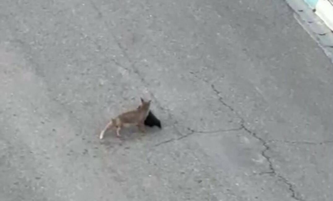 Batman’ın Gercüş ilçesinde yol kenarında yakaladığı avı götüren tilki ile