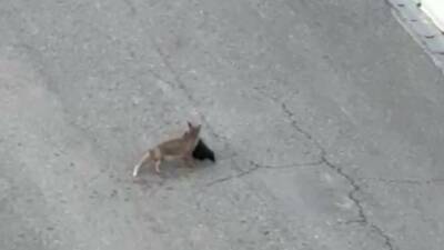 Batman’ın Gercüş ilçesinde yol kenarında yakaladığı avı götüren tilki ile