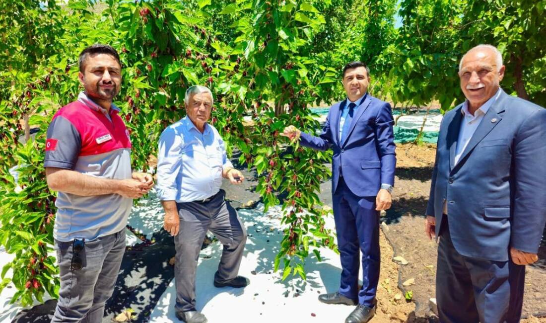 Tut’ta dut hasadı başladı Adıyaman'ın Tut ilçesinde coğrafi işaretli ürün olan dutun hasat sezonu