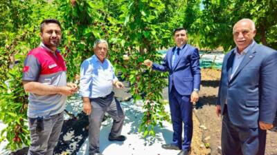 Adıyaman'ın Tut ilçesinde coğrafi işaretli ürün olan dutun hasat sezonu