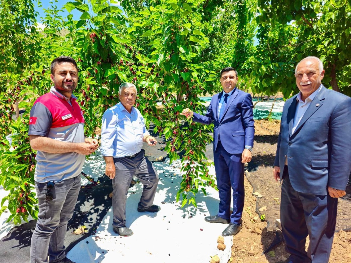 Adıyaman'ın Tut ilçesinde coğrafi işaretli ürün olan dutun hasat sezonu