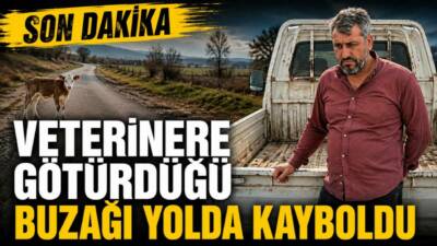 Diyarbakır'ın Çermik ilçesinde, besici Mesut Karapolat, veterinere götürdüğü buzağasının kamyonetten