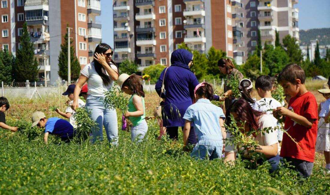 Adıyaman Belediyesi’nin Yeni Mahalle’de bulunan 10 dönümlük organik sebze bahçesinde