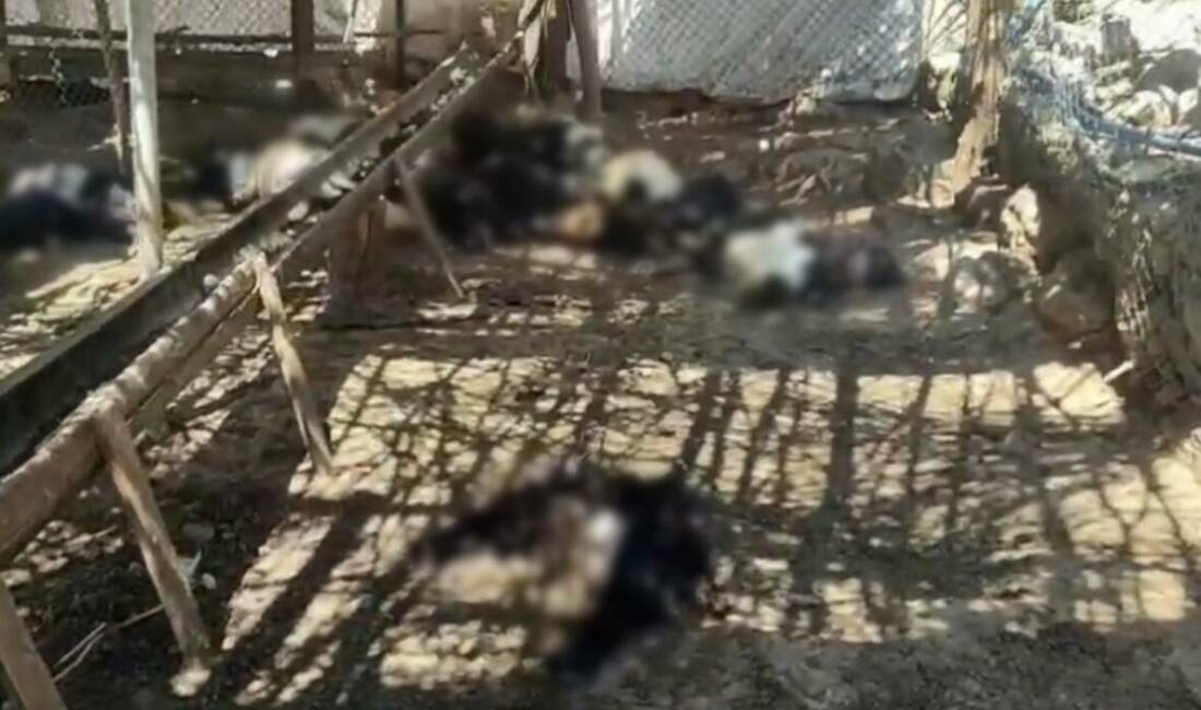 Siirt’in Şirvan ilçesinde ağıla giren başıboş köpeklerin saldırısı sonucu 26