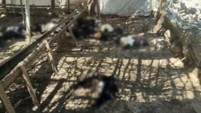 Siirt’in Şirvan ilçesinde ağıla giren başıboş köpeklerin saldırısı sonucu 26