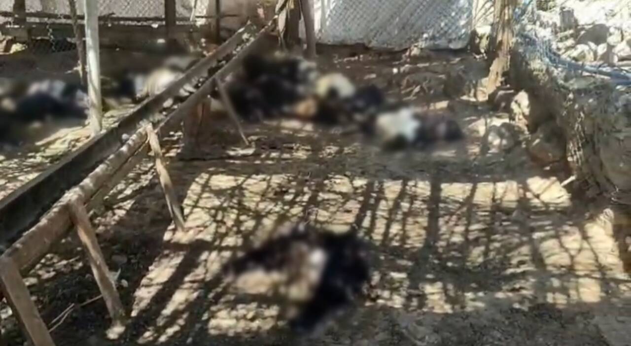 Siirt’in Şirvan ilçesinde ağıla giren başıboş köpeklerin saldırısı sonucu 26