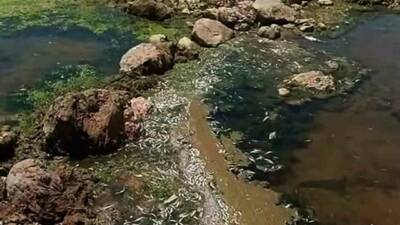 Gaziantep’in Araban ilçesi Karasu Çayı’nda toplu balık ölümleri görüldü.