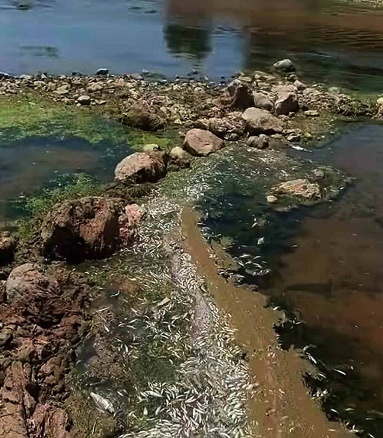 Gaziantep’in Araban ilçesi Karasu Çayı’nda toplu balık ölümleri görüldü.