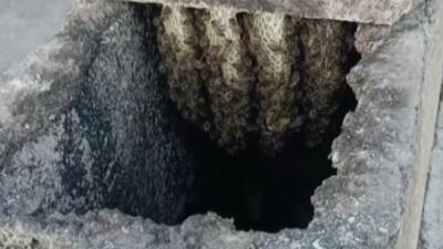 Adıyaman’da bir binanın bacasına oğul veren arılar bina sakini tarafından