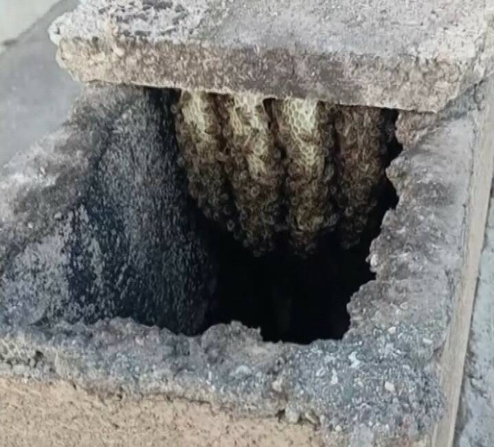 Arılar binanın bacasında oğul verdi Adıyaman’da bir binanın bacasına oğul veren arılar bina sakini tarafından