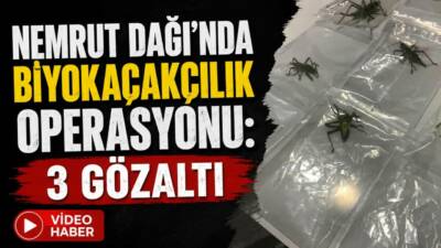 Adıyaman’daki Nemrut Dağı’nda yasa dışı yollarla çekirge topladıkları belirlenen 3
