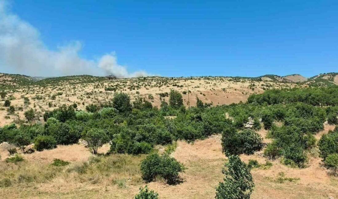 Diyarbakır’ın Dicle ilçesinde, ağaçlık alanda çıkan yangın paniğe neden oldu.