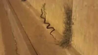 Diyarbakır’ın Yenişehir ilçesindeki bir yolda görülen yaklaşık 2 metre uzunluğundaki