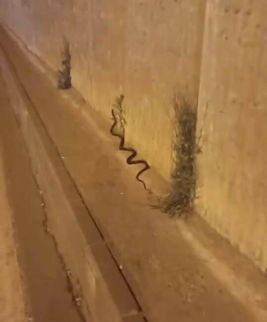 Diyarbakır’ın Yenişehir ilçesindeki bir yolda görülen yaklaşık 2 metre uzunluğundaki