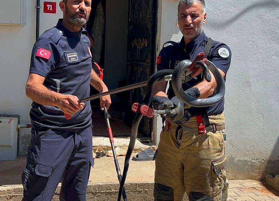 Adıyaman’da mahallenin 4 yıllık kâbusu evde yakalandı Yunus Emre Mahallesi sakinlerinin yıllardır korkulu rüyası haline gelen dev