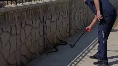 Adıyaman’da, hastane yanında görünen yaklaşık 2 metre uzunluğundaki yılan paniğe