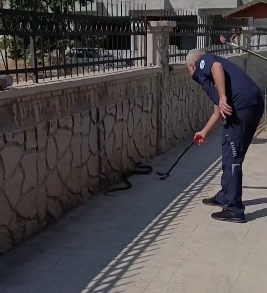 Adıyaman’da, hastane yanında görünen yaklaşık 2 metre uzunluğundaki yılan paniğe