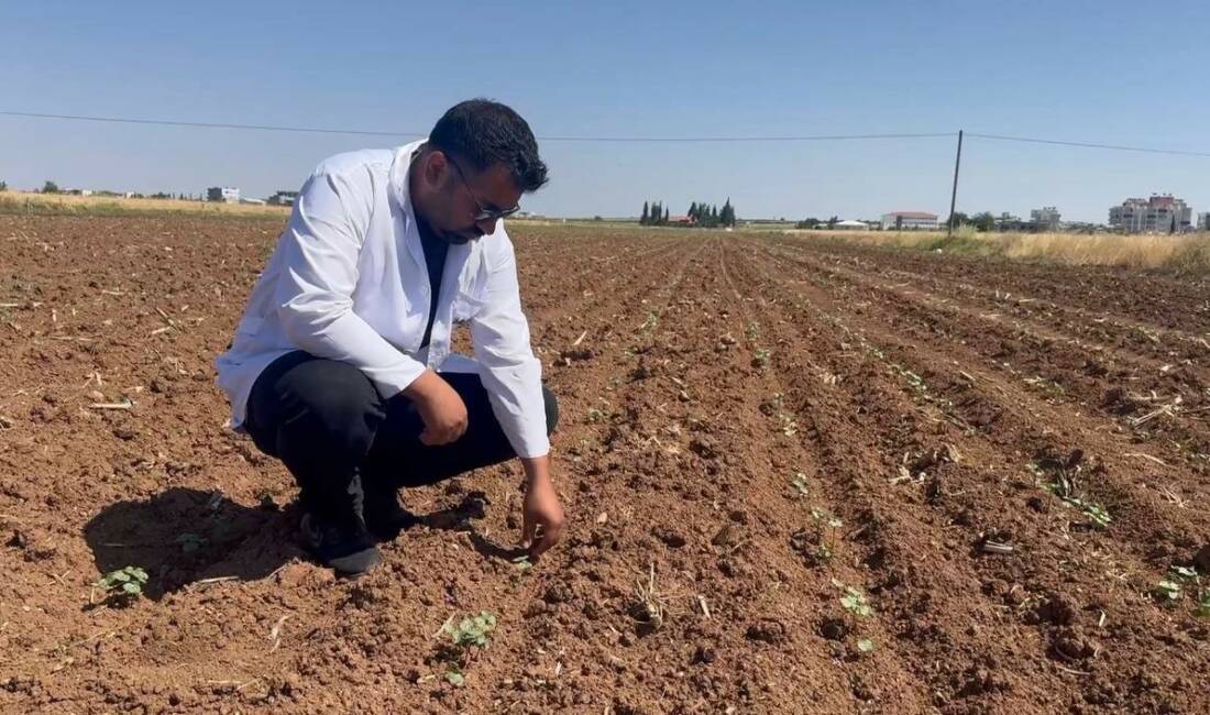 Hububat hasadıyla birlikte pamuk tarlalarını bekleyen tehlike Şanlıurfa’da buğday, arpa ve mercimek gibi hububatların hasadı sonrası kaçan