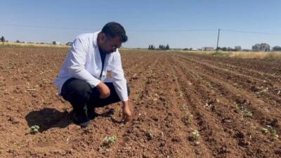 Hububat hasadıyla birlikte pamuk tarlalarını bekleyen tehlike Şanlıurfa’da buğday, arpa ve mercimek gibi hububatların hasadı sonrası kaçan