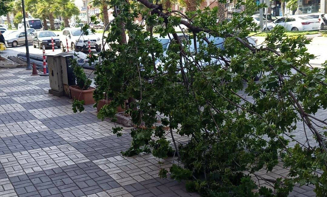 Adıyaman’ın Kahta ilçesinde etkili olan şiddetli rüzgar nedeniyle bir ağaç