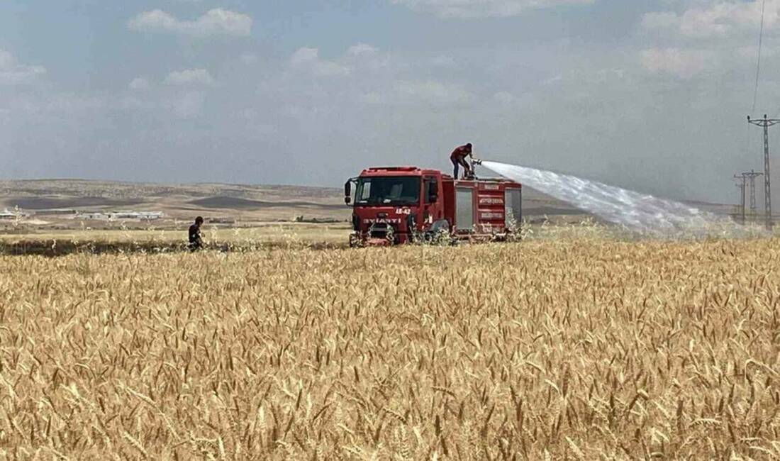 Mardin’in Artuklu ilçesinde yaklaşık 300 dönüm buğday ve arpa ekili