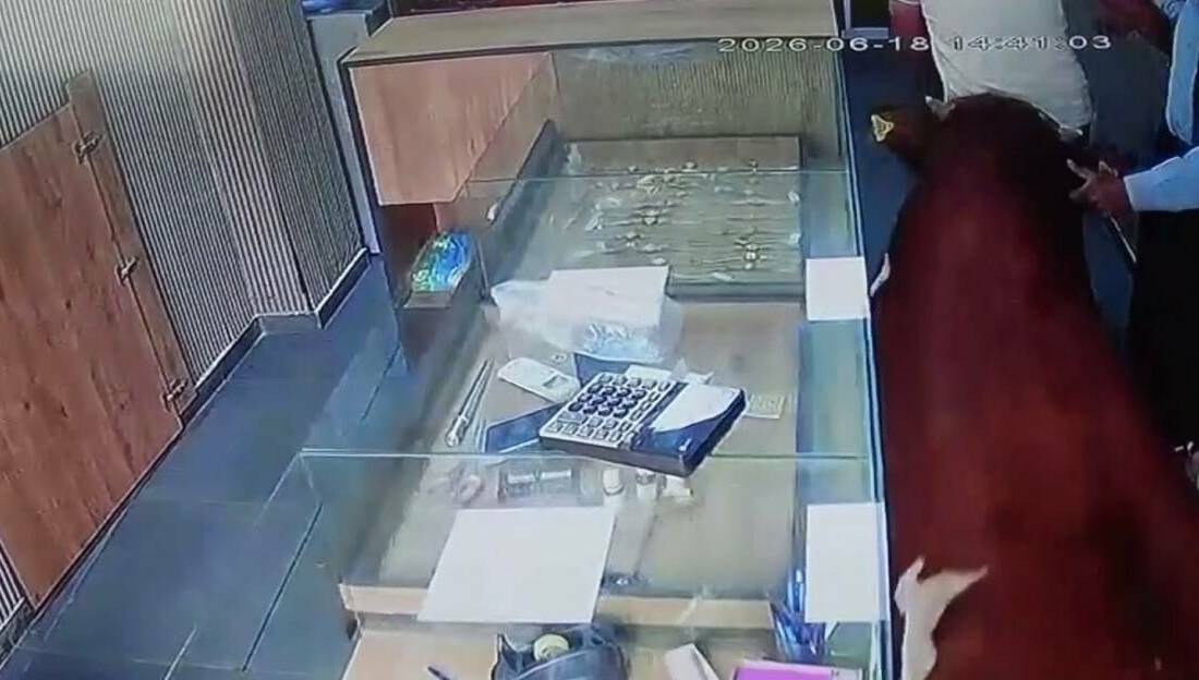 Şanlıurfa’nın Siverek ilçesinde sahibinin elinden kaçan bir dana, girdiği kuyumcu
