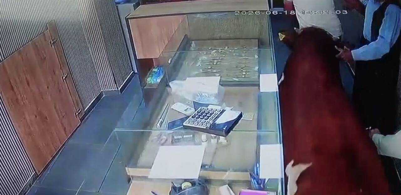 Şanlıurfa’nın Siverek ilçesinde sahibinin elinden kaçan bir dana, girdiği kuyumcu
