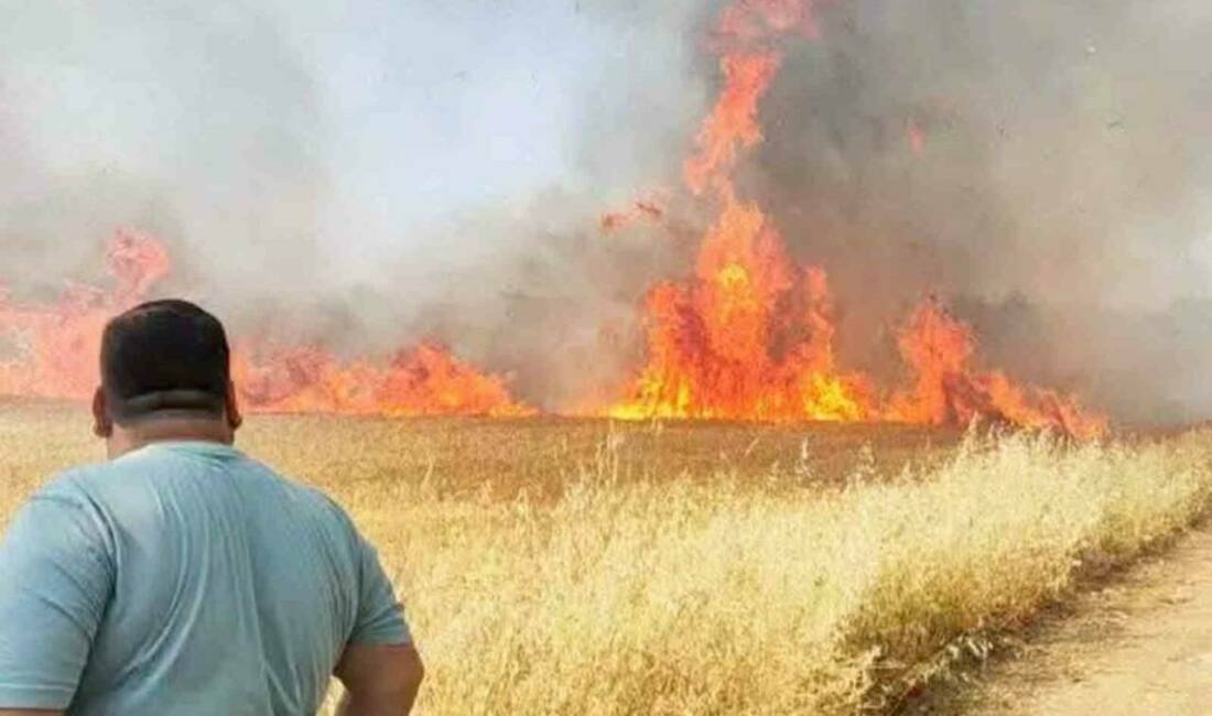 Şanlıurfa’nın Harran ilçesinde yaklaşık 50 dönümlük buğday tarlasında çıkan yangında