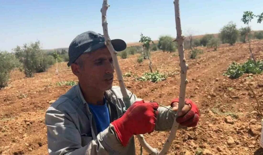Türkiye’de en çok fıstık ağacına sahip olan Şanlıurfa’da Siirt anacına