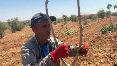 Türkiye’de en çok fıstık ağacına sahip olan Şanlıurfa’da Siirt anacına