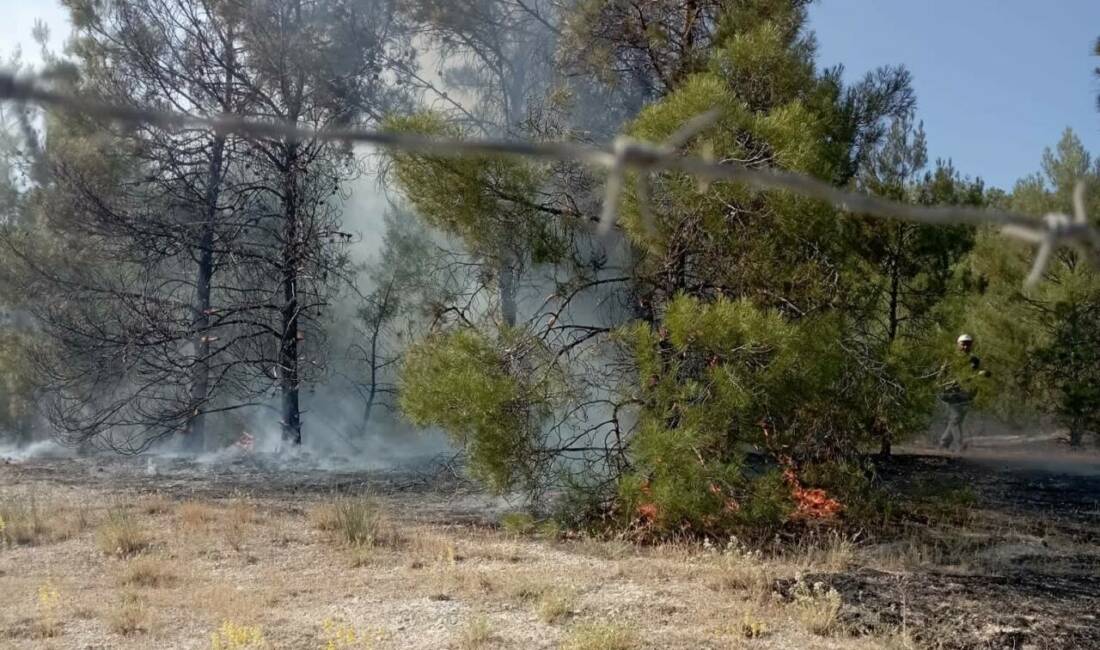 Şanlıurfa’da orman yangını Şanlıurfa’da ormanlık alanda çıkan yangın, itfaiye ekipleri tarafından büyümeden söndürüldü.