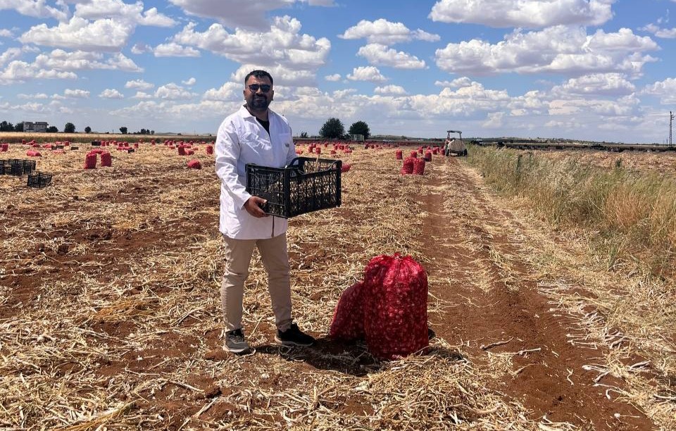 Türkiye’nin önemli sarımsak üretim merkezlerinden Şanlıurfa’da yaklaşık 500 dekarlık alanda