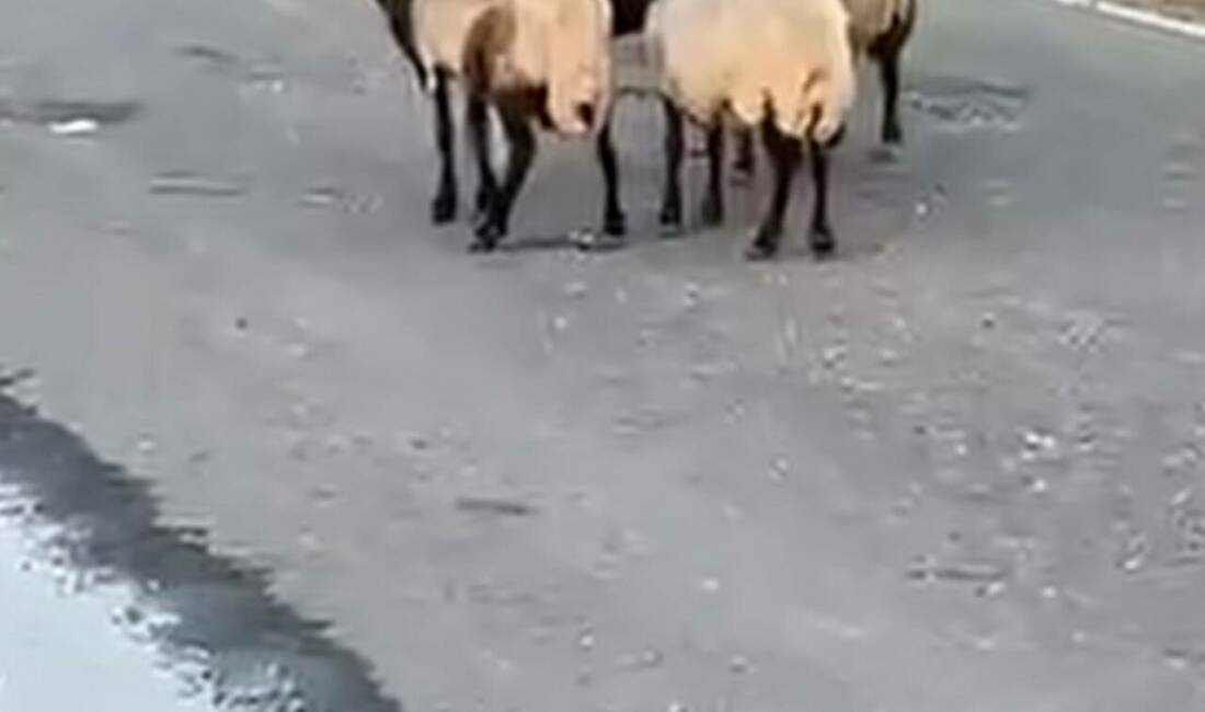 Siirt’te rögar kapağından sızan suyu içtikleri iddia edilen 32 küçükbaş